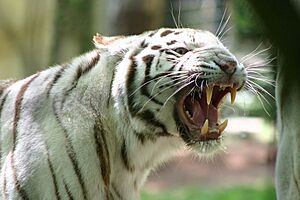 Archivo:Tigre d'Asie à robe blanche