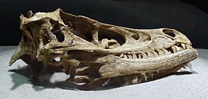 Archivo:Velociraptor MPC-D 100 54 skull (2)