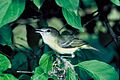Vireo bellii1