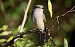 Archivo:Viudita (Colorhamphus parvirostris)-4056-1500px-Ignacio-Azocar