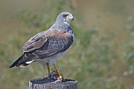 Archivo:White-tailed Hawk