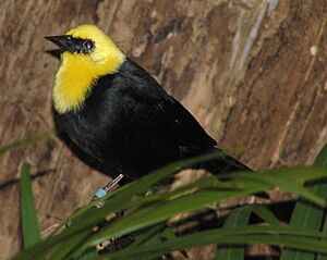 Archivo:Yellow Hooded Blackbird 004