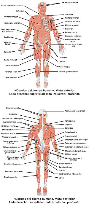 Archivo:1105 Anterior and Posterior Views of Muscles esp