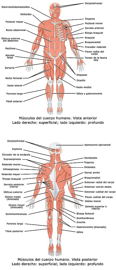 Archivo:1105 Anterior and Posterior Views of Muscles esp