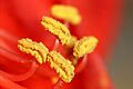 2012-04-03 16-43-53-amaryllis-sp