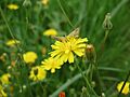 20140803Crepis3