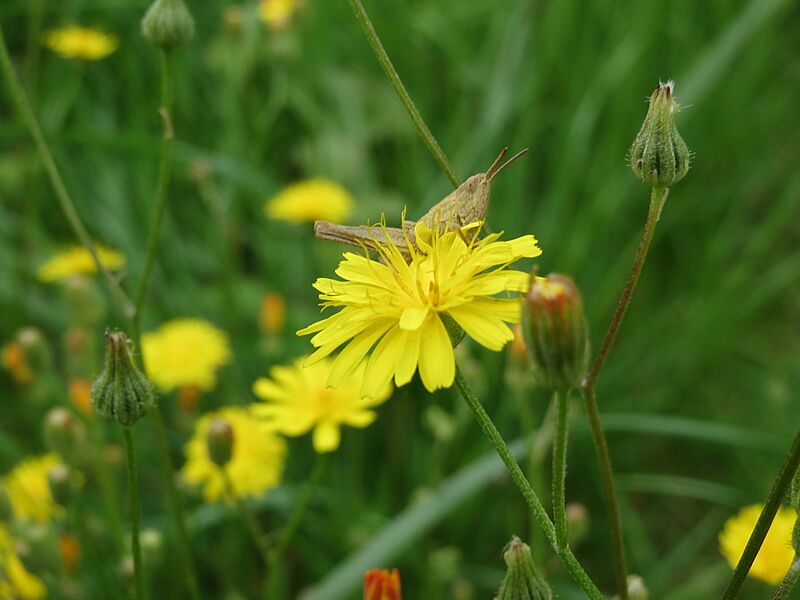20140803Crepis3
