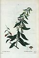 30 Lycium chinense par Pierre-Joseph Redouté
