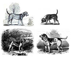 Archivo:4-beagles