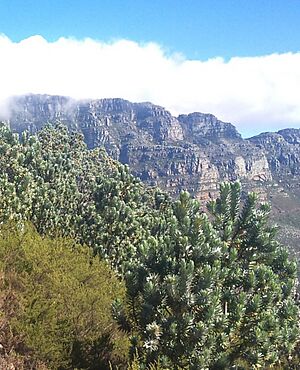 Archivo:4 Silvertrees on Lions Head - Cape Town
