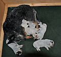 ACD puppies 2 weeks