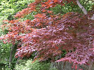Archivo:Acer palmatum var amoenum cv Sanguineum2