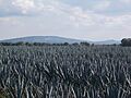 Agave, Capilla de Guadalupe Jalisco