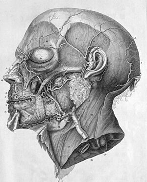 Archivo:Albrecht von Haller icones anatomicae head