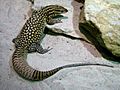 Amneville varanus acanthurus 2708 2010