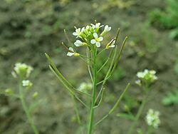 Arabidopsis thaliana 2019-04-27 2242.jpg