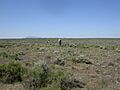 Artemisia tridentata wyomingensis (3702719889)