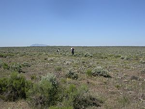 Archivo:Artemisia tridentata wyomingensis (3702719889)