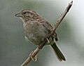 Bachmanssparrow