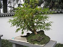 Archivo:Bamboo bonsai Chengdu