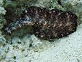 Bedford's Flatworm