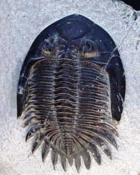 Archivo:Bellacartwrightia species trilobite