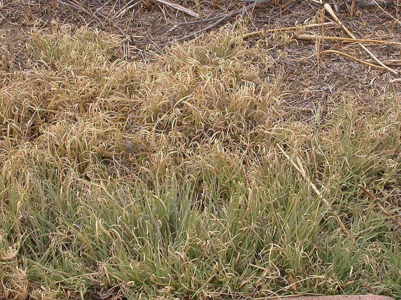 Buchloe dactyloides