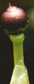 Cahura Sphagnum