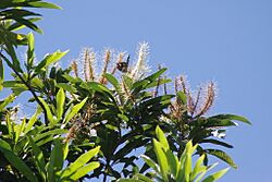 Cardwellia sublimis 24860934.jpg