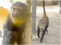 Cercopithecus lomamiensis (Lesula)