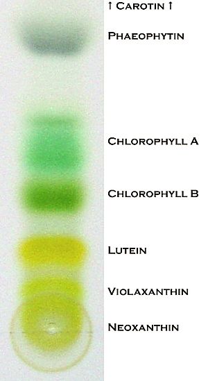 Archivo:Chromatography of chlorophyll results