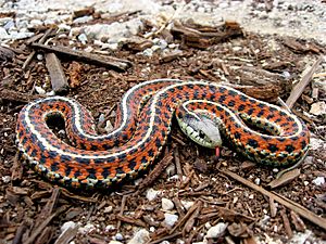 Archivo:Coast Garter Snake