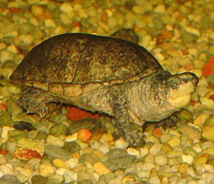 Archivo:Common Musk Turtle