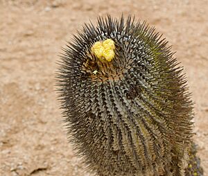 Archivo:Copiapoa cinerea columna-alba 1