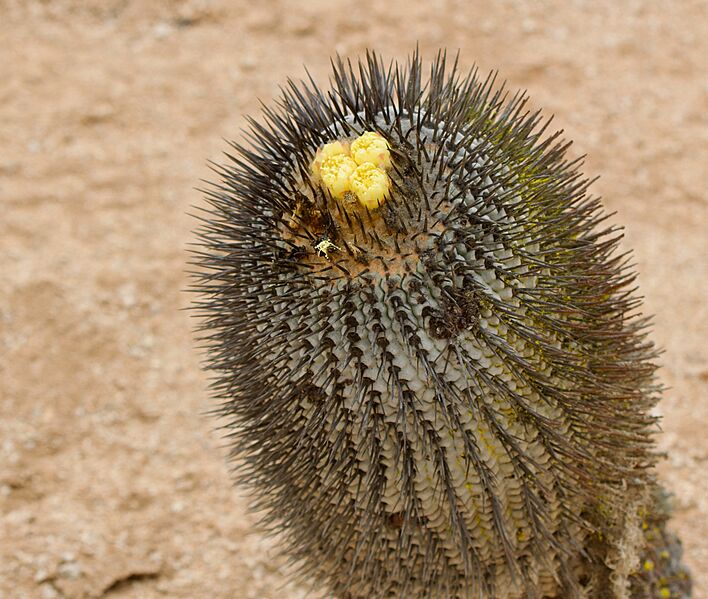 Copiapoa cinerea columna-alba 1