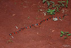 Coral (Microrus coralinnus.jpg