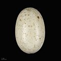 Crocodylus niloticus MHNT REP 204