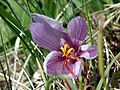 Crocus sativus sahuran