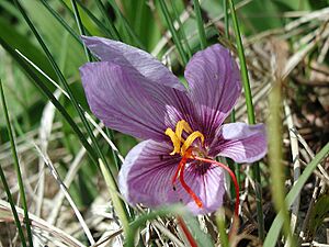 Archivo:Crocus sativus sahuran