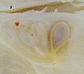 Cucurbita ecuadorensis (Cutler & Whitaker) mature fruit seeds and pulp detail