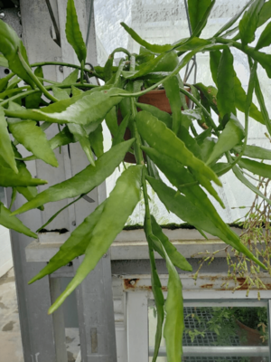 Archivo:Disocactus biformis2