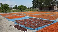 Archivo:Dried process of apricot fruits