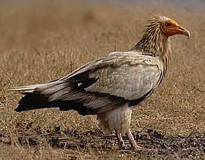 Egyptian vulture 2.jpg