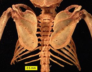 Archivo:Eptesicus fuscus scapulae ribs