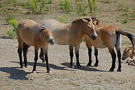 Archivo:Equus caballus przewalskii