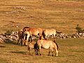 Equus przewalskii Le Villaret 02 2006-07-20