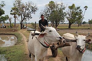 Archivo:Farm transport Cambodia (10694707034)