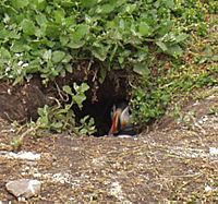 Archivo:Farne Islands puffin in burrow