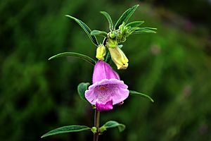 Archivo:Flower of Sesamum indicum