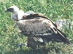 Gänsegeier